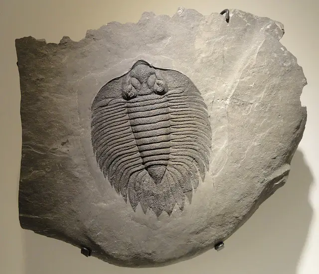 Read more about the article What are fossils?